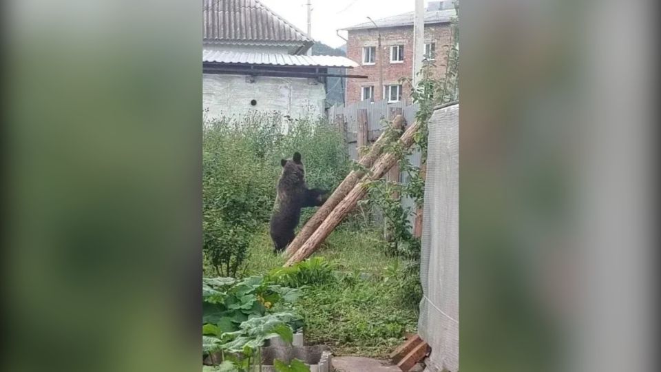 медведь в слюдяном