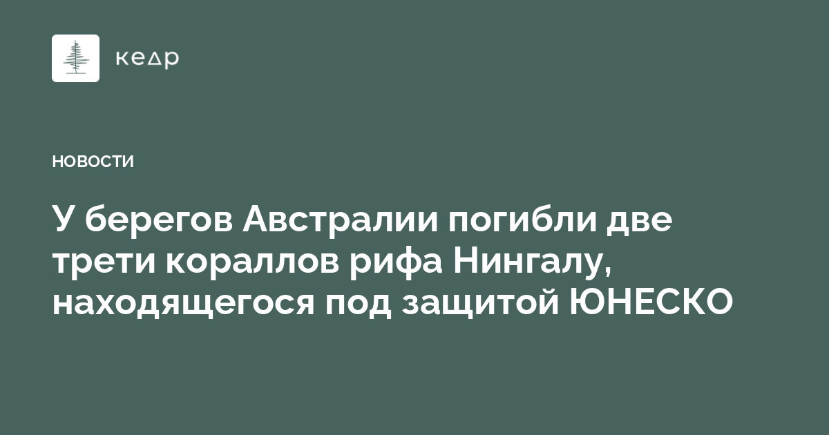 У берегов Австралии погибли две трети кораллов рифа Нингалу, находящегося под защитой ЮНЕСКО