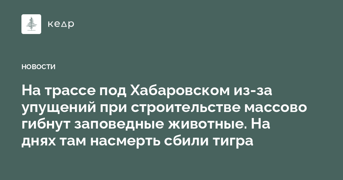 На трассе под Хабаровском из-за упущений при строительстве массово гибнут заповедные животные. На днях там насмерть сбили тигра