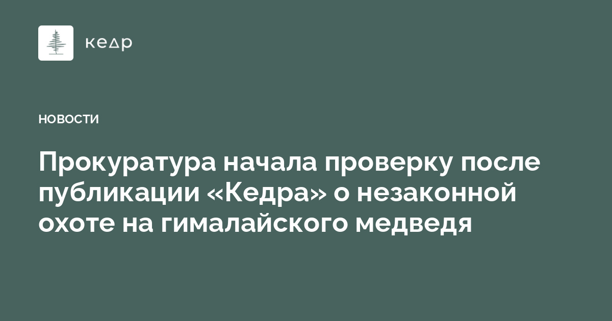 Прокуратура начала проверку после публикации «Кедра» о незаконной охоте на гималайского медведя
