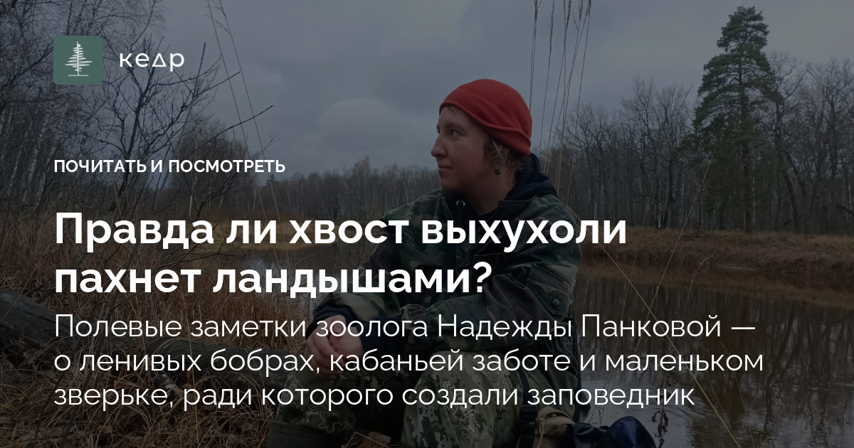 Правда ли хвост выхухоли пахнет ландышами?