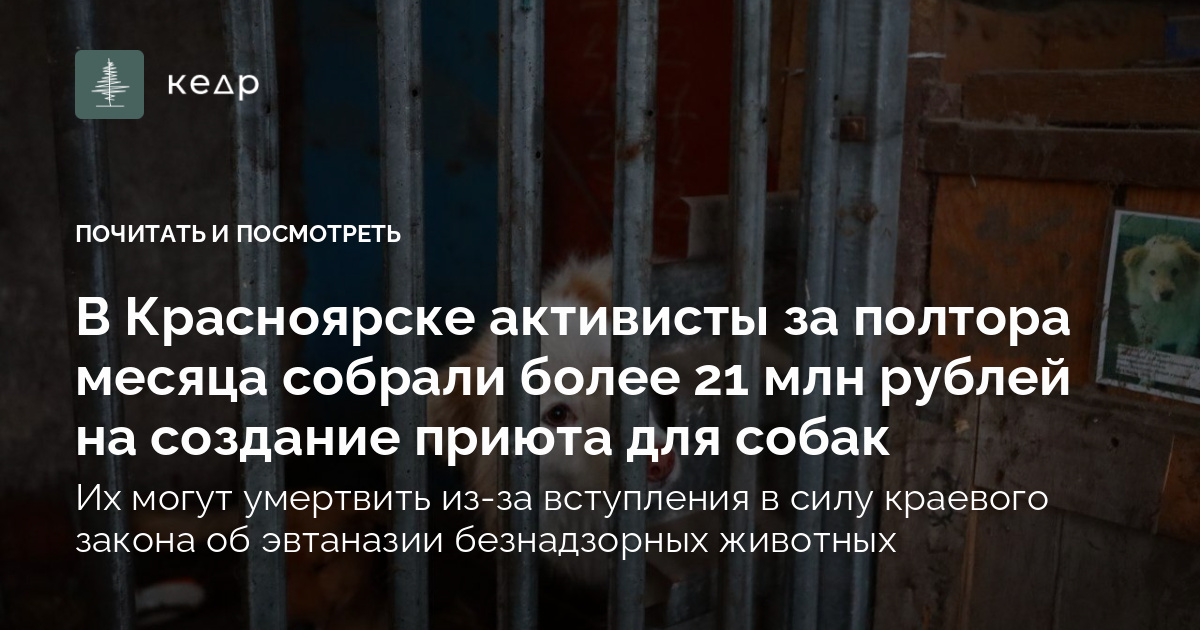 В Красноярске активисты за полтора месяца собрали более 21 млн рублей на создание приюта для собак
