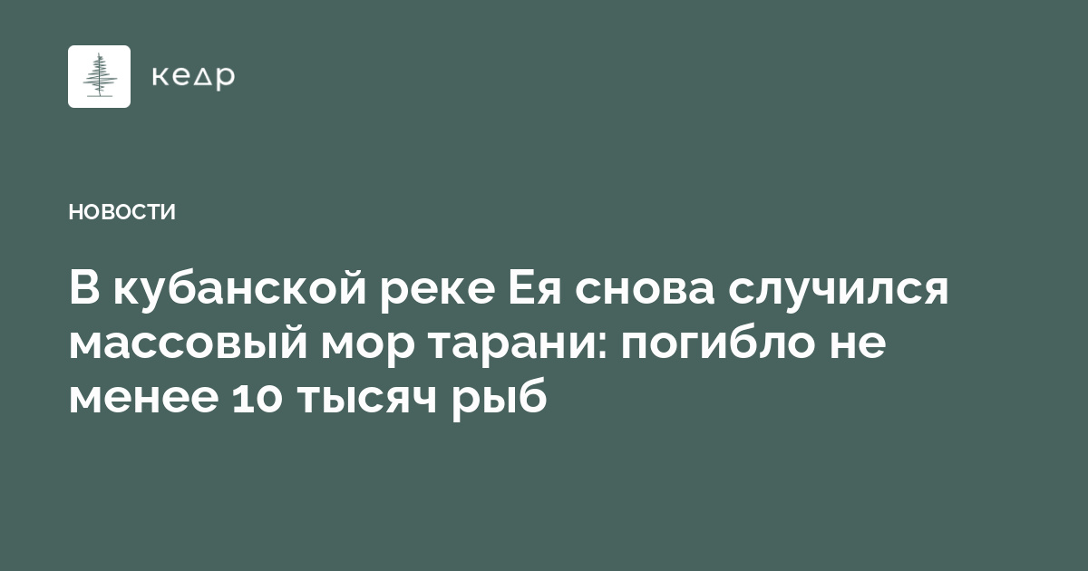 В кубанской реке Ея снова случился массовый мор тарани: погибло не менее 10 тысяч рыб